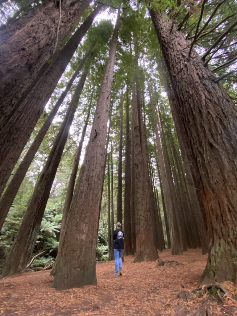 Californian redwood plantation, Great Otway National Park, Victoria.