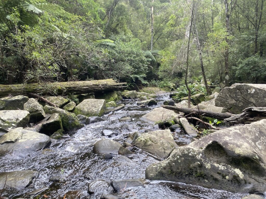 This rainforest creek plunges over Phantom Falls. Great Otway National Park, Victoria.