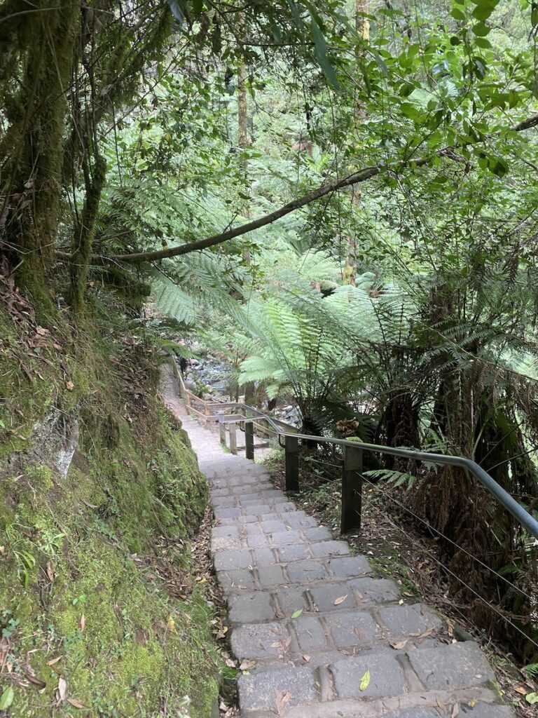 The stone steps of Erskine Falls Track. Great Otway National Park, Victoria.