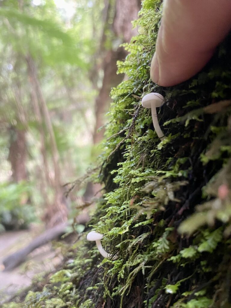 A tiny mushroom on a tree stump, Great Otway National Park, Victoria.