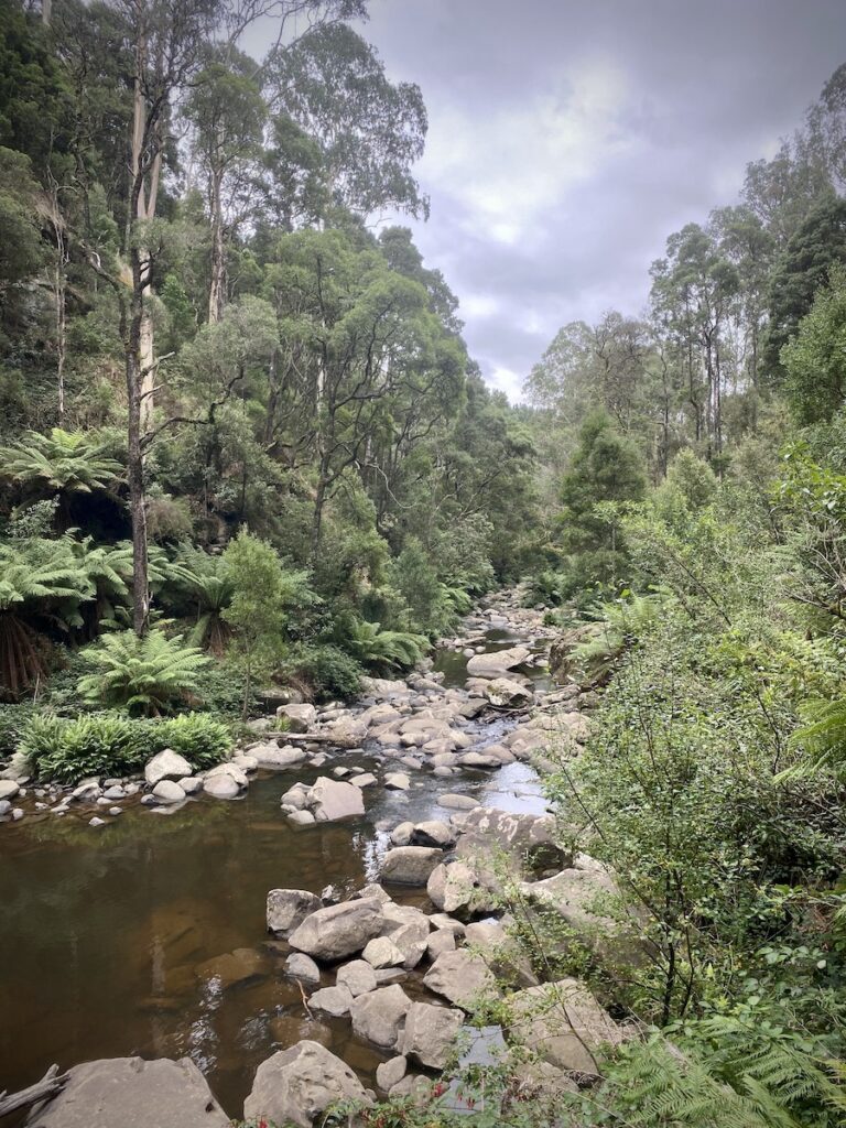 Gellibrand River at Stevensons Falls cuts through thick rainforest. Great Otway National Park, Victoria.