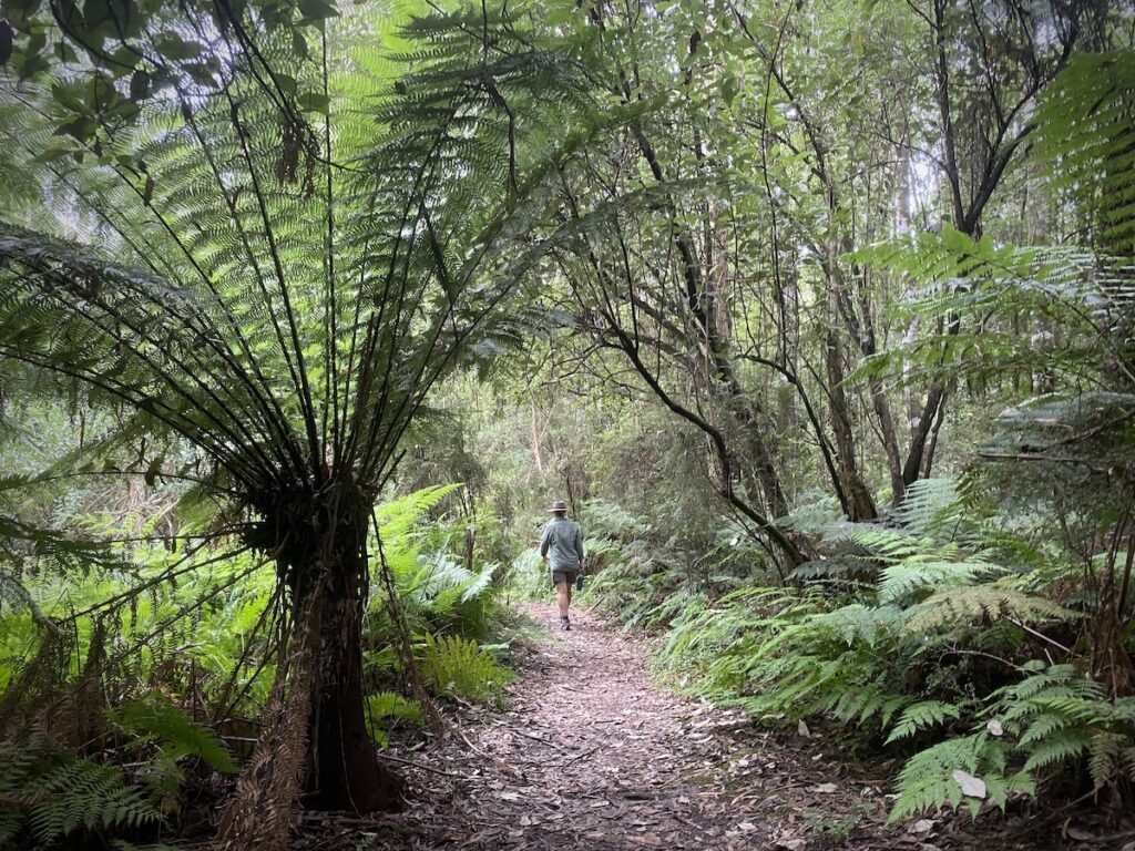 Rainforest walk through Great Otway National Park, Victoria.