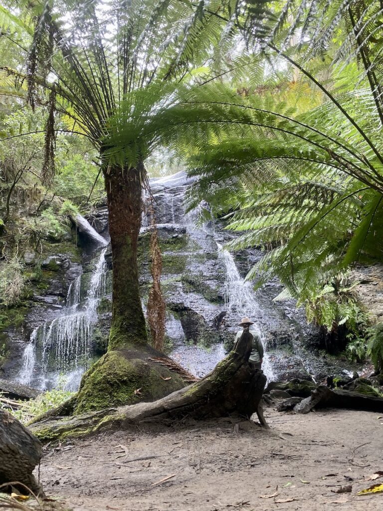 Henderson Falls cascades over black rock, surrounded by stunning rainforest. Great Otway National Park, Victoria.