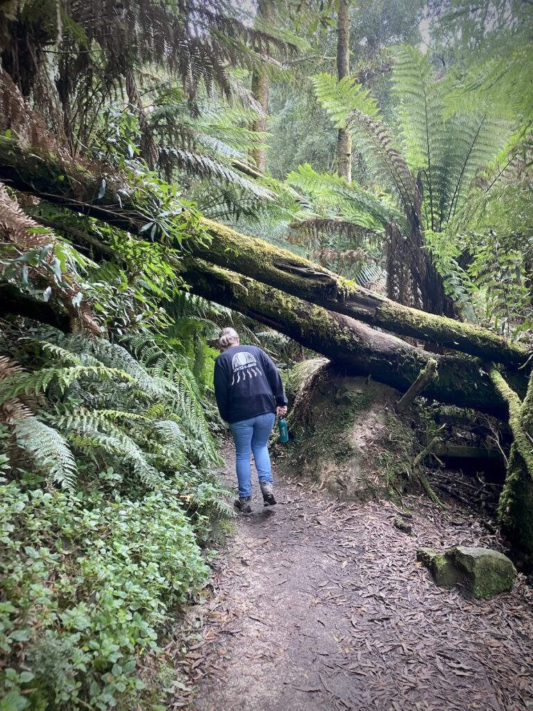 The Hopetoun Falls Track, Great Otway National Park, Victoria.