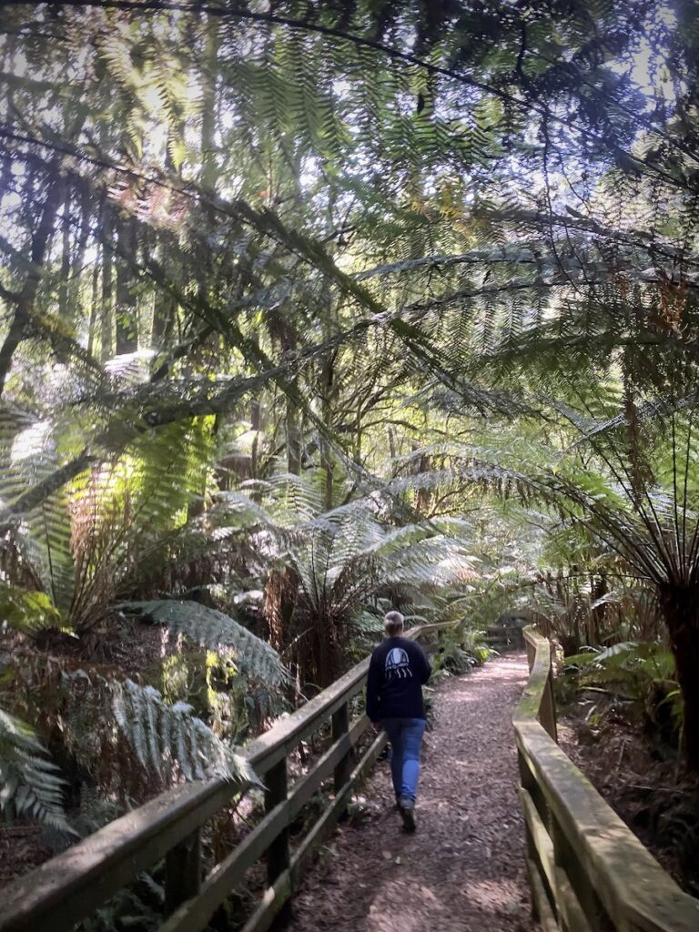 Crossing a rainforest creek along Madsens Track, Great Otway National Park, Victoria.