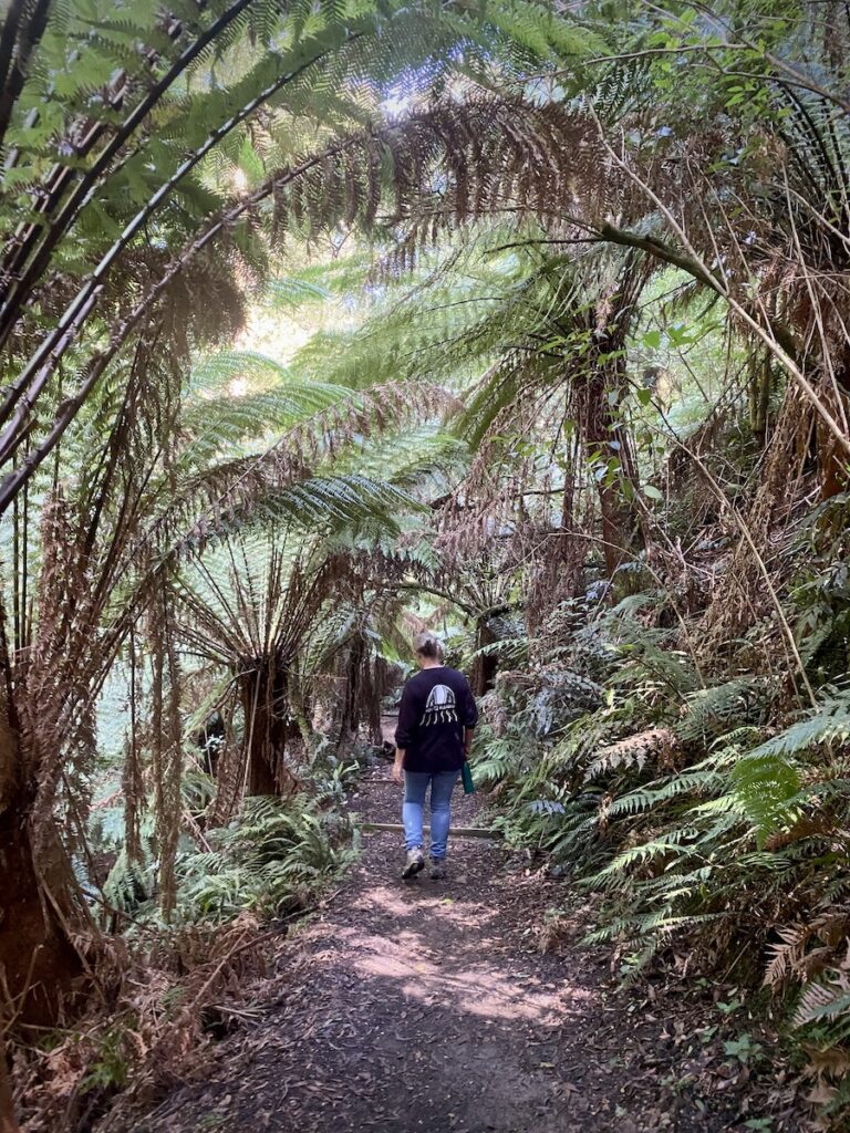 Dense tree fersn along Madsens Track, Great Otway National Park, Victoria.