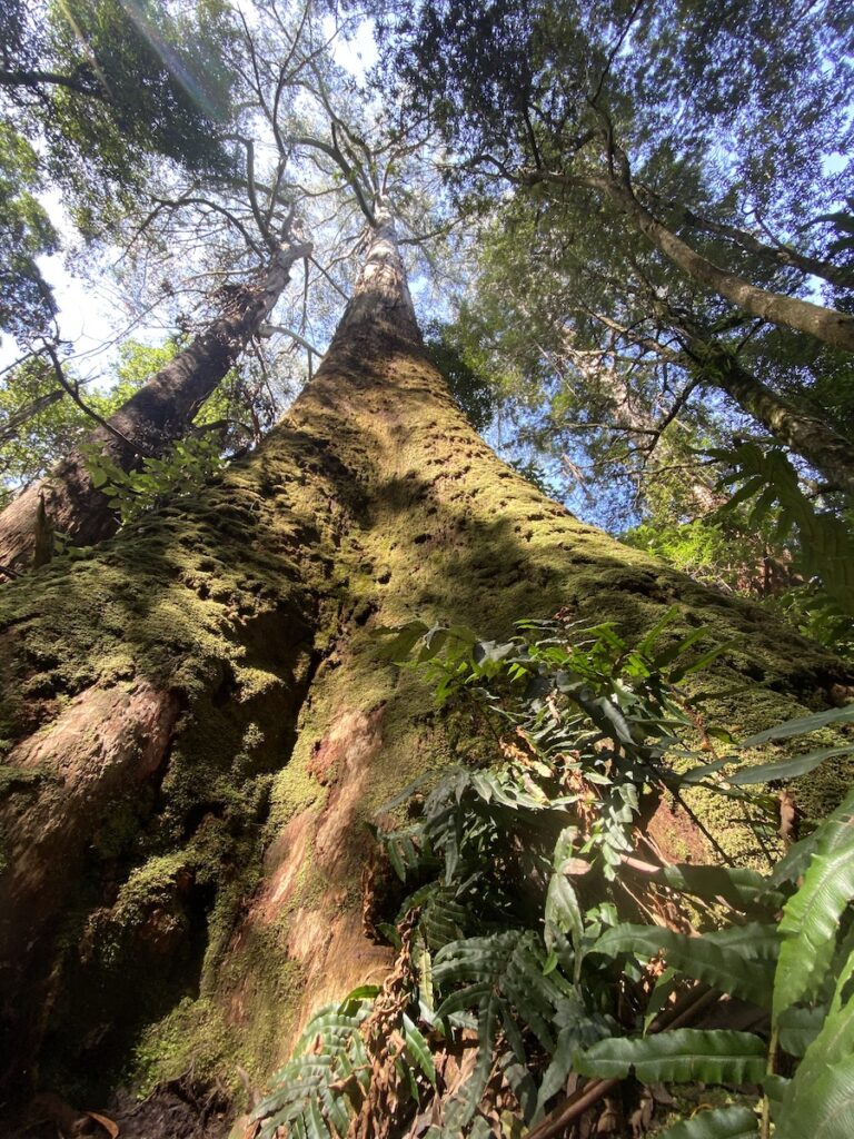 A huge mountain ash at Triplet Falls, Great Otway National Park, Victoria.