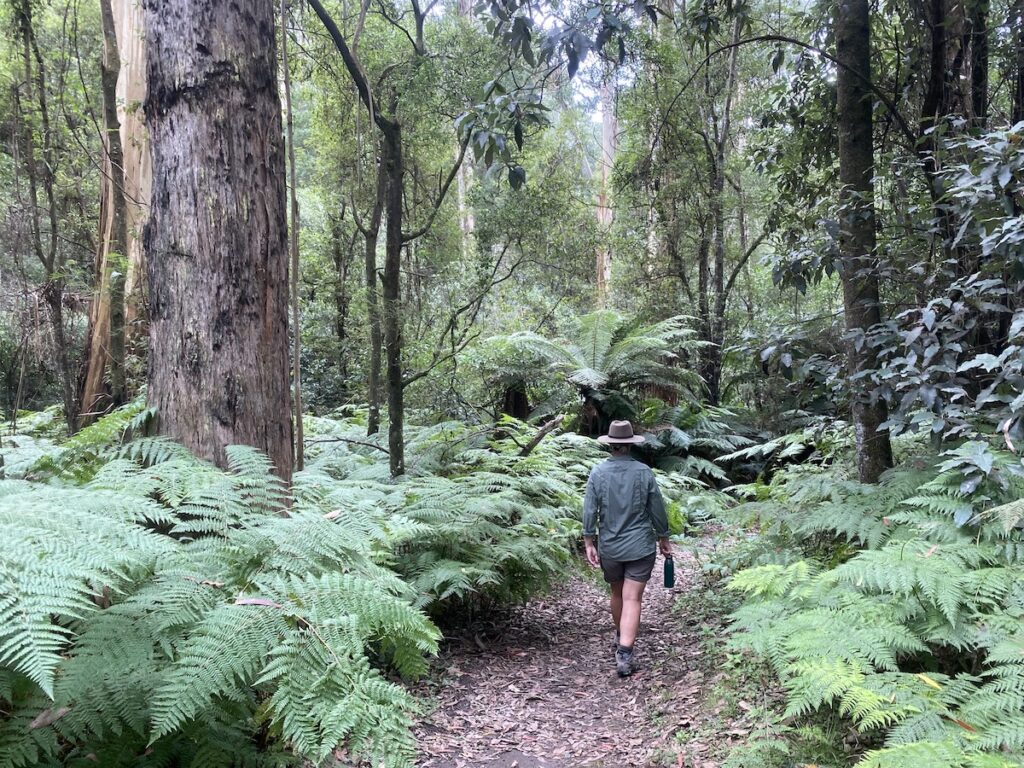 Sheoak Creek Nature walk passes through magical rainforest. Great Otway National Park, Victoria.