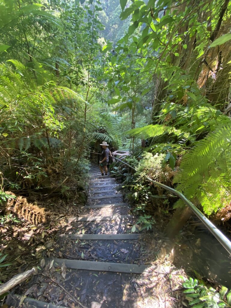 The track to Triplet Falls descends quickly into the rainforest gully. Great Otway National Park, Victoria.