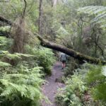 Dense rainforest on the Henderson Falls walk. Great Otway National Park, Victoria.