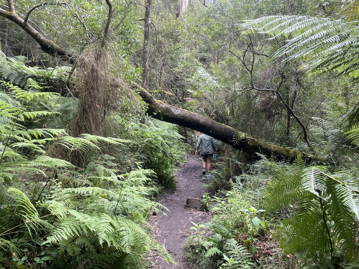 Dense rainforest on the Henderson Falls walk. Great Otway National Park, Victoria.