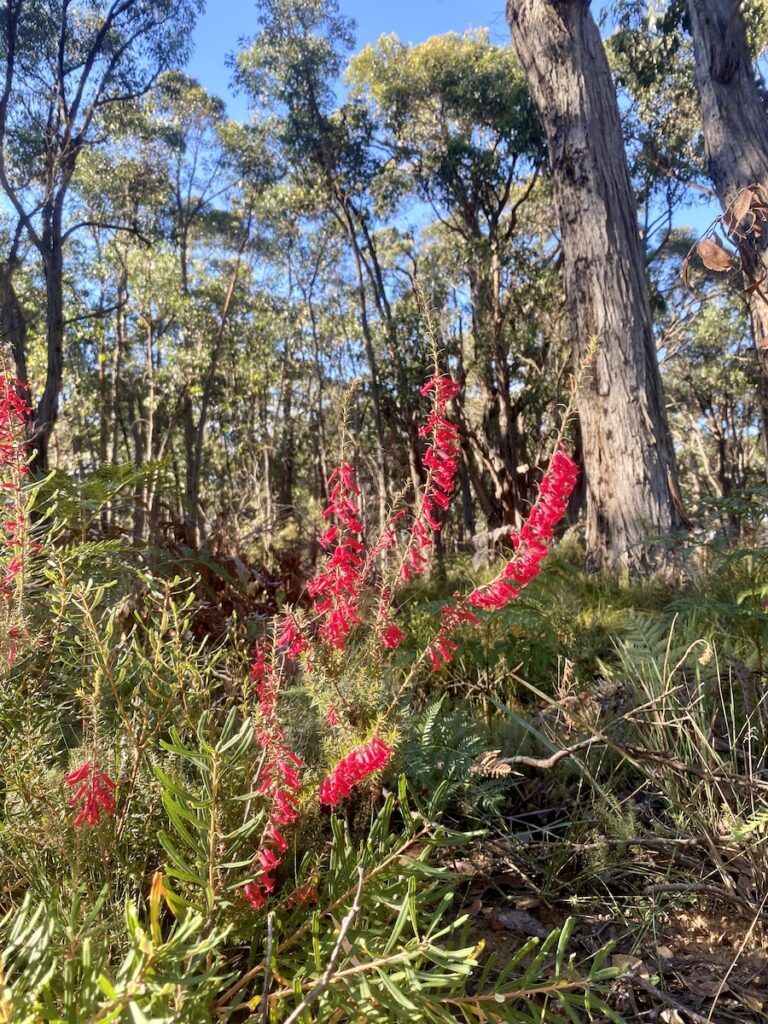 A stunning red wildflower, Great Otway National Park, Victoria.