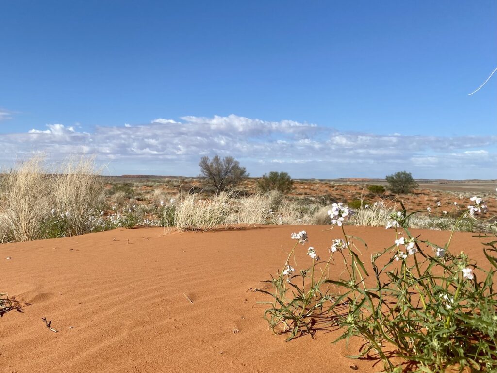 Sand dune and wildflowers, Cordillo Downs South Australia.