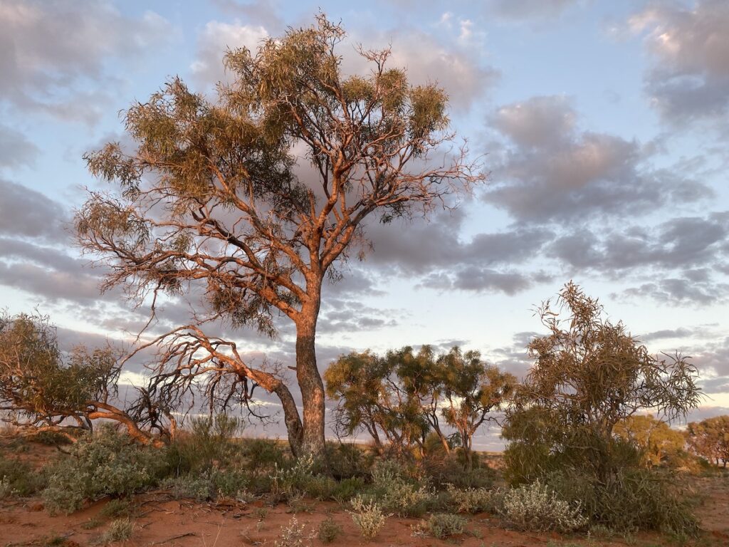 A gum tree reflecting the sunset colours. Cordillo Downs Road South Australia.