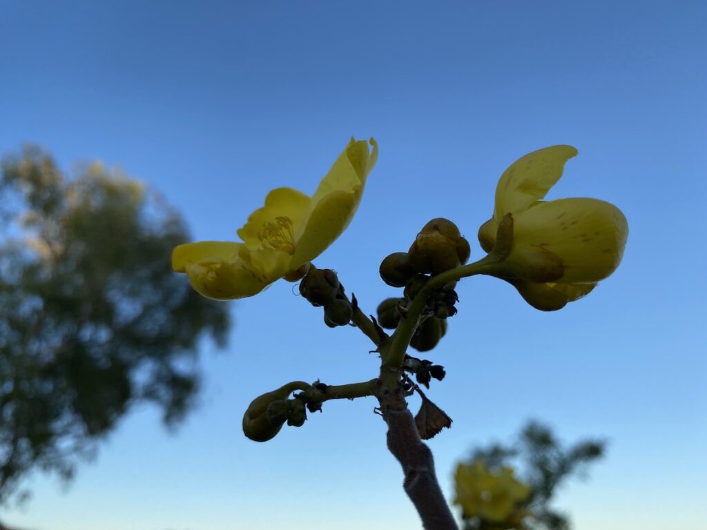 Bright yellow kapok flowers, Northern Territory.