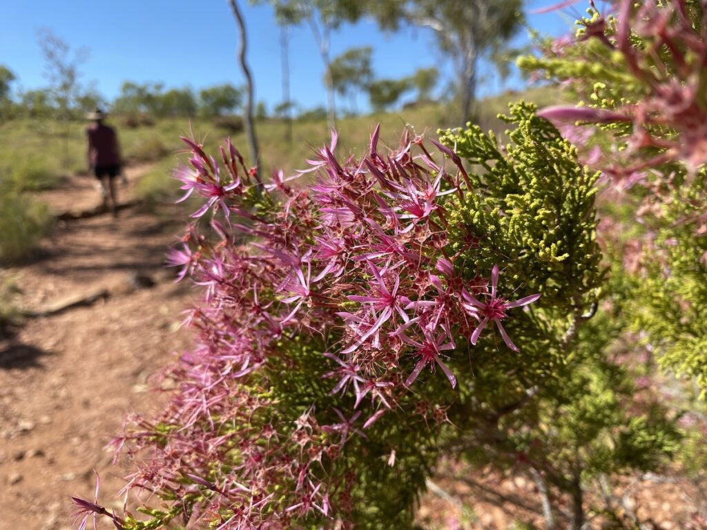 A turkey bush flowering, Keep River National Park.