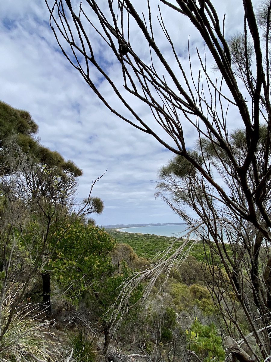 View of Bakers Beach through the trees, Narawntapu National Park Tasmania.