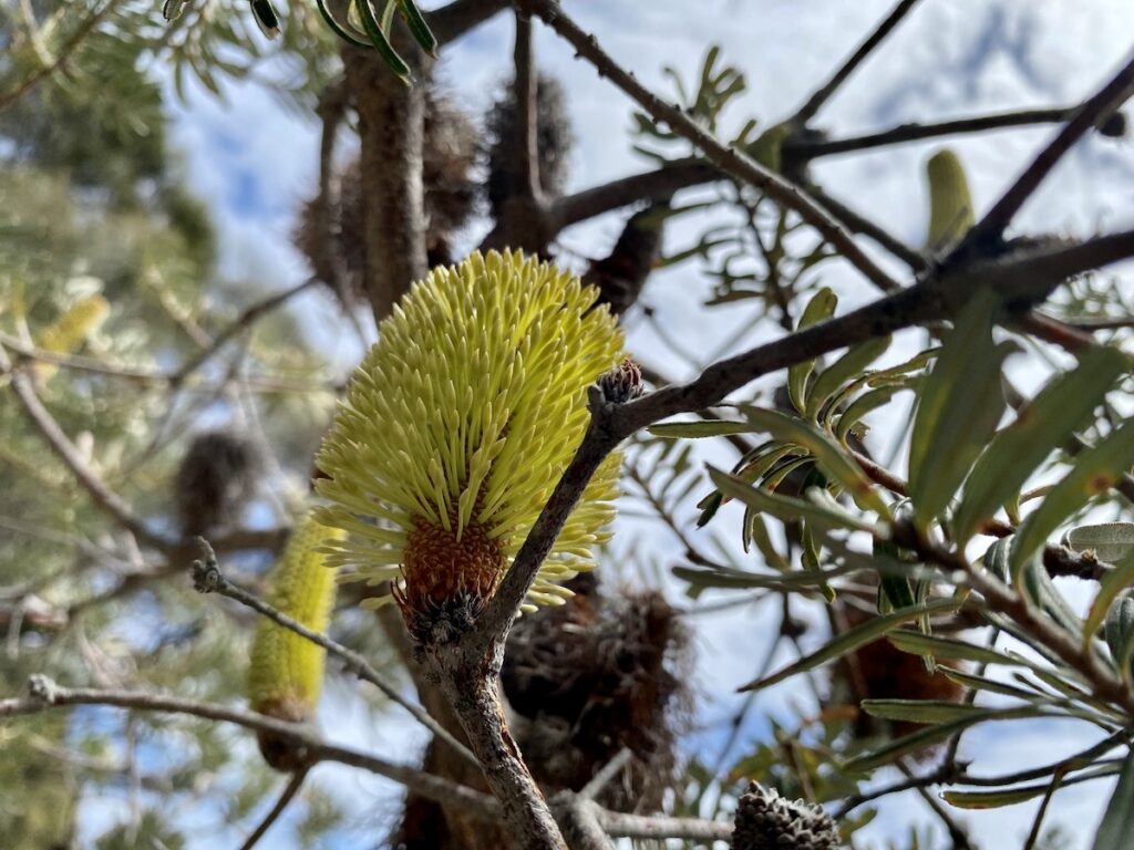 Beautiful yellow Banksia, Narawntapu National Park Tasmania.