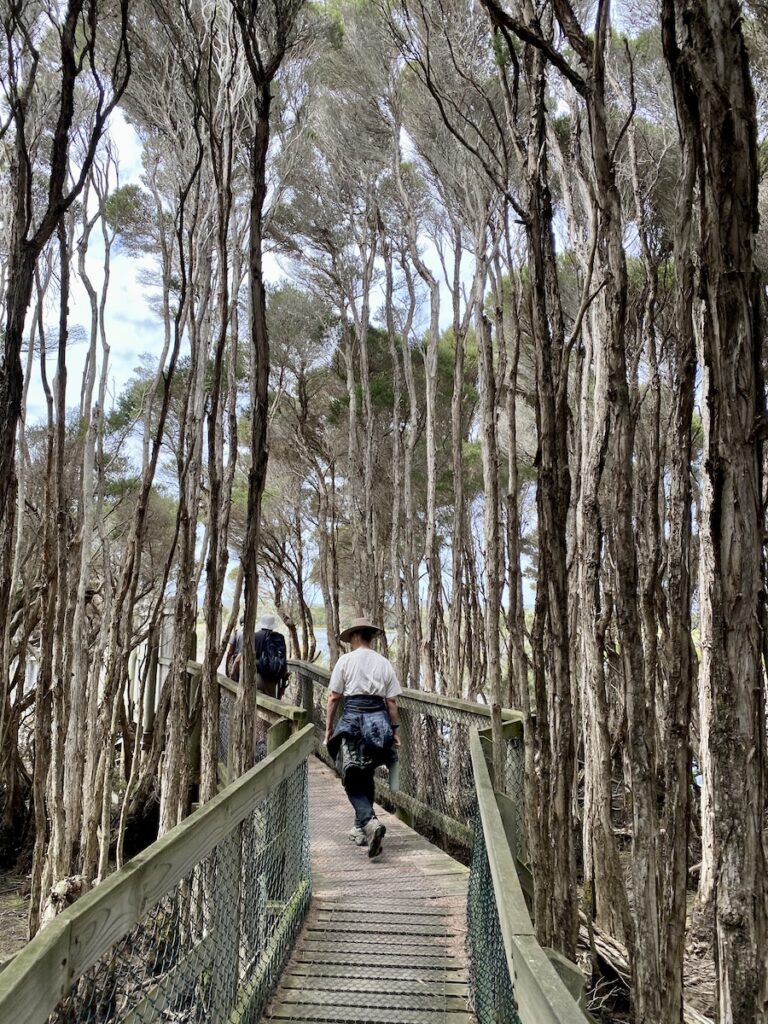 A boardwalk through a paperbark forest in Narawntapu National Park Tasmania.