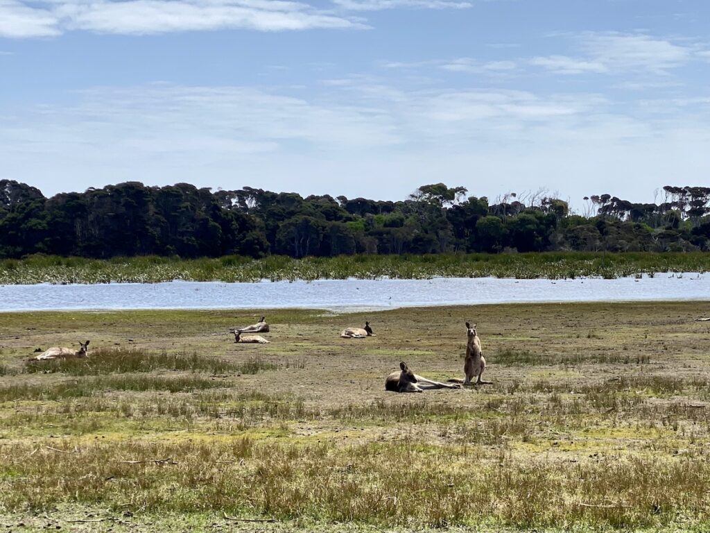 Forester kangaroos at Springlawn Lagoon, Narawntapu National Park Tasmania.