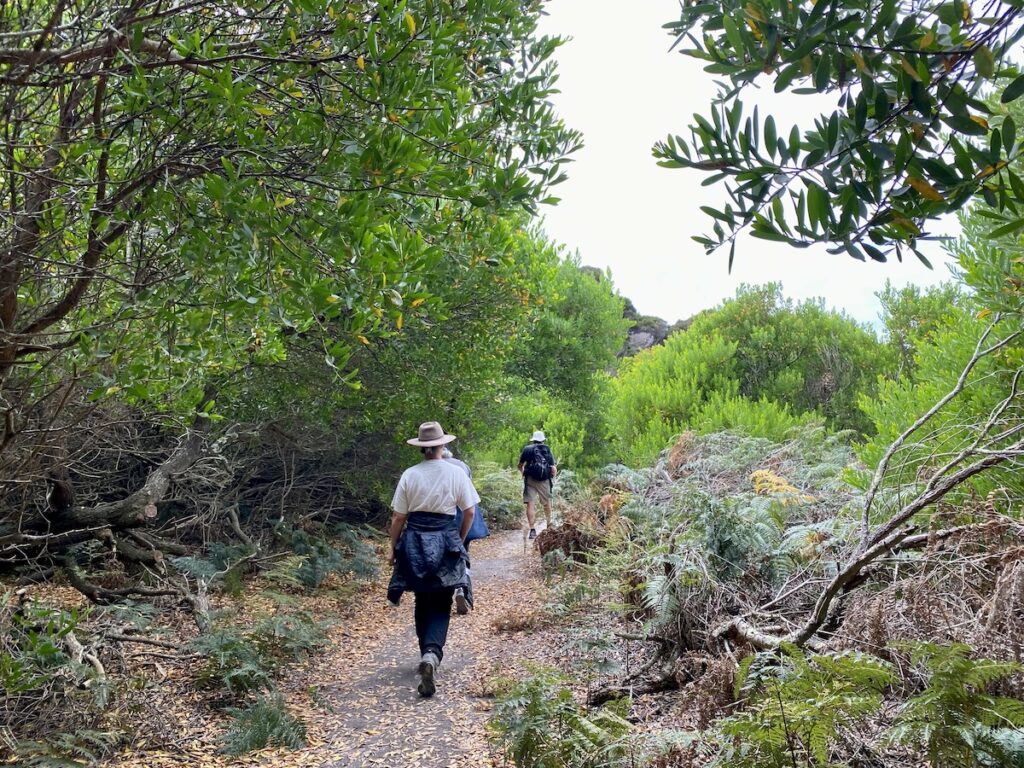 Walking through a heathland overstory on Archers Knob Walk, Narawntapu National Park Tasmania.