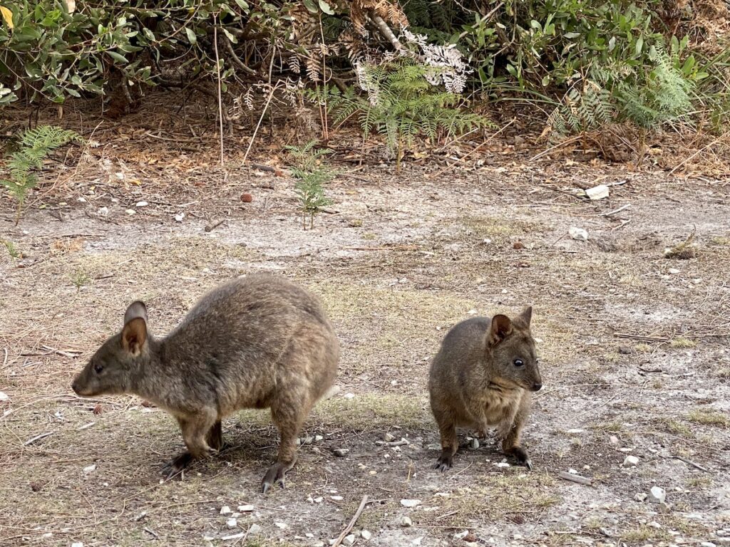 Potaroo mother and joey at Bakers Beach campground, Narawntapu National Park Tasmania.