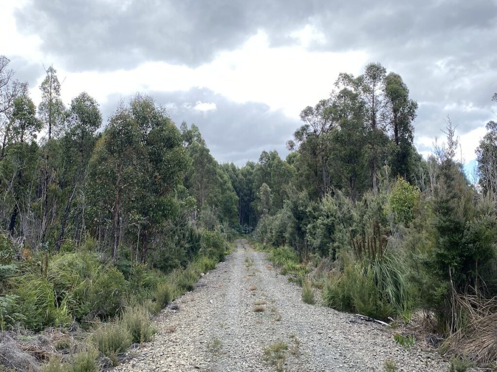 An overgrown bush track into our campsite in a Tasmanian state forest. Dark clouds in background.